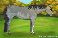 Horse Color:Grullo Ice 
