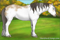 Horse Color:Buckskin Splash Frame