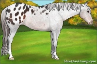 Horse Color:Brown Appaloosa