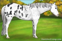 Horse Color:Black Splash Appaloosa 