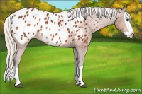 Horse Color:Silver Bay Splash Appaloosa 