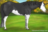Horse Color:Black Splash