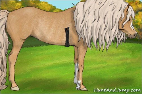Horse Color: Palomino Rabicano 