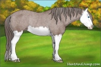 Horse Color:Bay Splash Varnish Rabicano 
