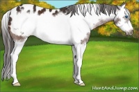 Horse Color:Bay Splash Frame Appaloosa 