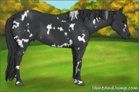 Horse Color:White Spotted Black 