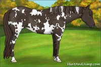 Horse Color:White Spotted Liver Chestnut 