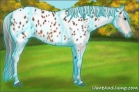 Horse Color:Thunderstruck Bay Appaloosa 