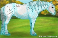 Horse Color:Thunderstruck Bay Roan Appaloosa 