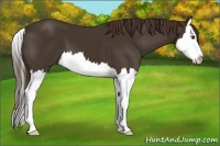 Horse Color:Liver Chestnut Splash 