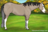 Horse Color:Liver Red Dun Splash 