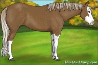 Horse Color:Chocolate Palomino Splash