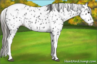 Horse Color:Smoky Black Tobiano Appaloosa 