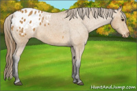 Horse Color:Buckskin Blanket 