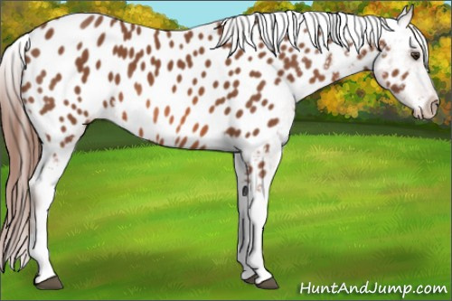 Horse Color: Liver Chestnut Near Leopard 