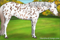 Horse Color:Liver Chestnut Appaloosa