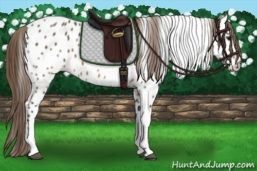 Horse Color: Buckskin Tobiano Near Leopard 