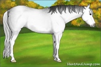 Horse Color:Gray Black Splash 