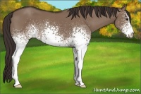 Horse Color:White Spotted Liver Red Dun 