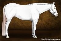 Horse Color:Amber Champagne Splash Snowcap 