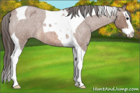 Horse Color:Bay Roan Splash Tobiano Appaloosa 