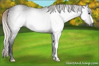 Horse Color:Gray Silver Bay 