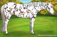 Horse Color:Buckskin Tobiano Blanket 