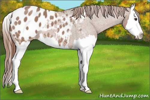 Horse Color: Red Roan Splash Blanket 