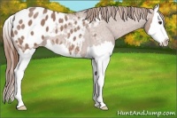 Horse Color:Red Roan Splash Appaloosa 