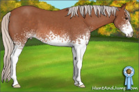 Horse Color:White Spotted Silver Bay Roan 