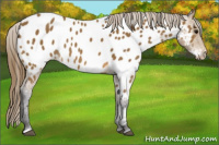 Horse Color:Buckskin Near Leopard 