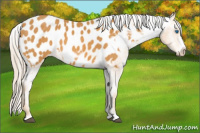 Horse Color:Palomino Frame Appaloosa 