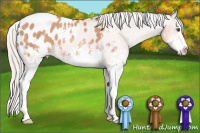 Horse Color:White Spotted Silver Amber Champagne Splash Appaloosa 