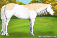 Horse Color:Palomino Dun Splash 