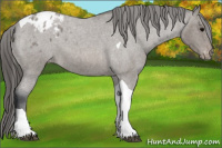 Horse Color:Blue Roan Tobiano Blanket 