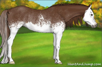 Horse Color:Gray White Spotted Chestnut Splash Rabicano 