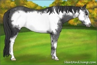 Horse Color:Black Sabino Frame