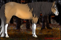 Horse Color:Buckskin Sabino Splash 