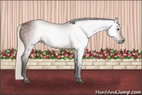 Horse Color:Gray Silver Bay 