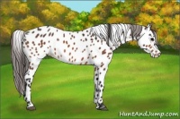 Horse Color:Bay Leopard 