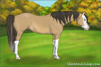 Horse Color:Buckskin Splash