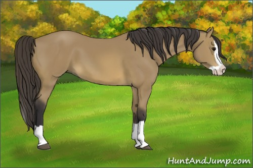 Horse Color: Buckskin Splash 