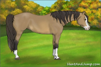 Horse Color:Buckskin Splash 