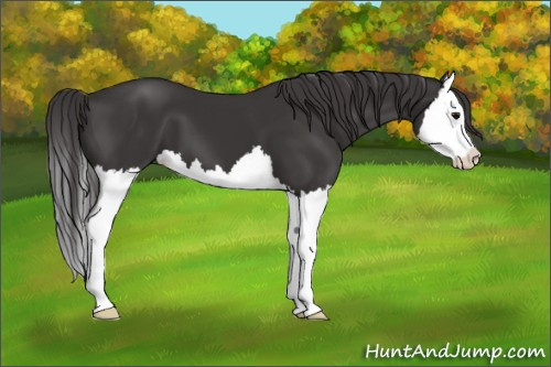 Horse Color: Buckskin Splash 