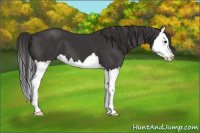Horse Color:Buckskin Splash