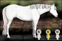 Horse Color:Perlino Dun Tobiano 