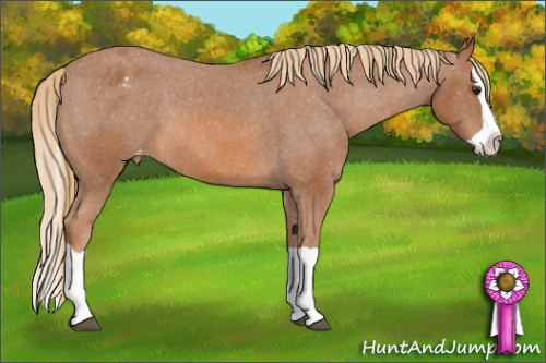 Horse Color: Chestnut Splash Blanket 