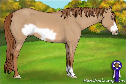 Horse Color: Red Dun Frame 