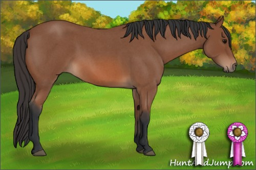 Horse Color: Bay Roan 