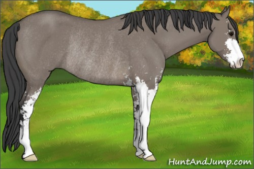 Horse Color: Grullo Sabino Rabicano 